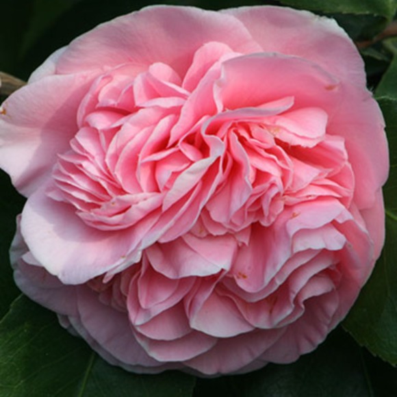 camelliascloset